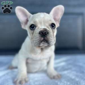 Rose, French Bulldog Puppy