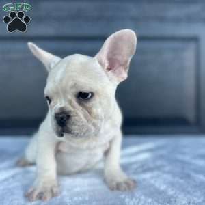 Rose, French Bulldog Puppy