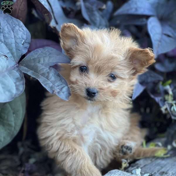 Mocha, Pomapoo Puppy