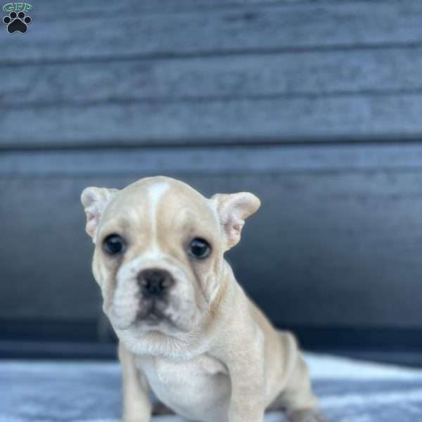 Roxy, French Bulldog Puppy