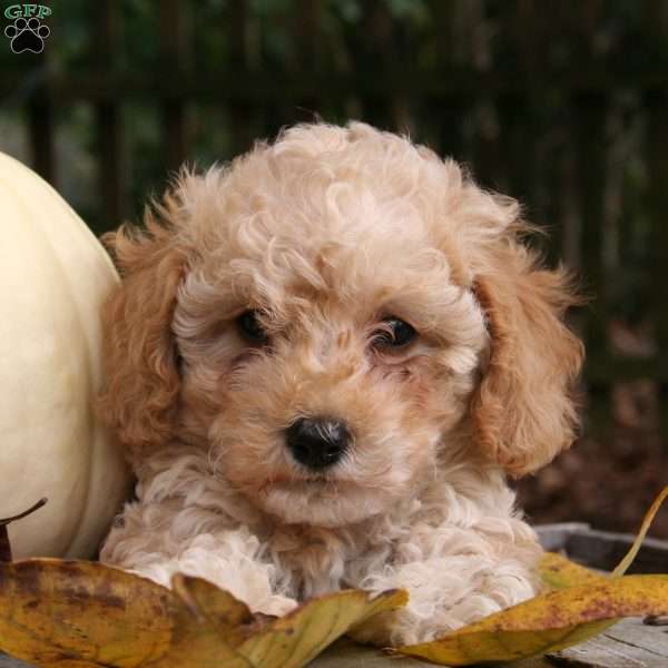 Muffin, Miniature Poodle Puppy