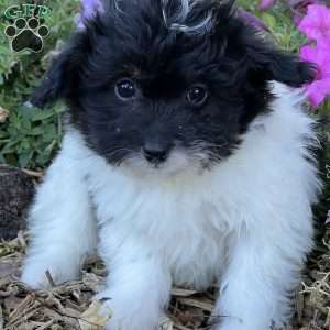 Muffin, Pomapoo Puppy
