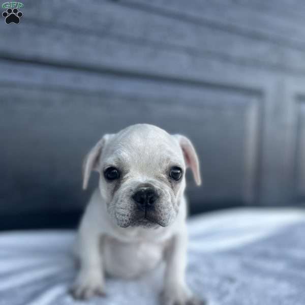 Ruby, French Bulldog Puppy