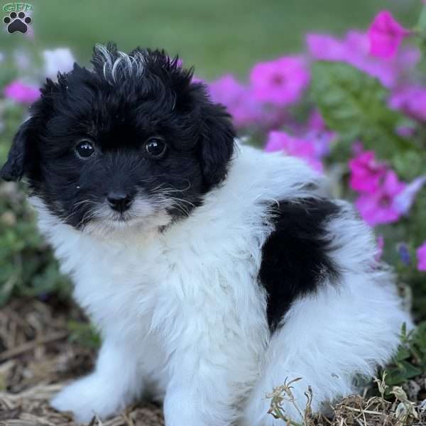 Muffin, Pomapoo Puppy