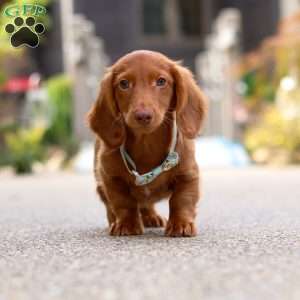 Ian, Dachshund Puppy