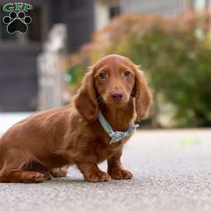 Ian, Dachshund Puppy