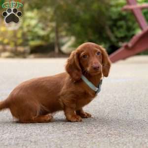 Ian, Dachshund Puppy