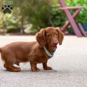 Ian, Dachshund Puppy