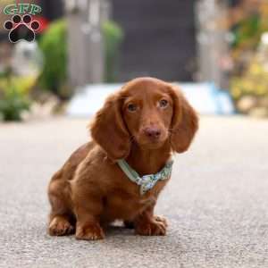 Ian, Dachshund Puppy