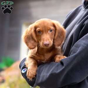 Ian, Dachshund Puppy
