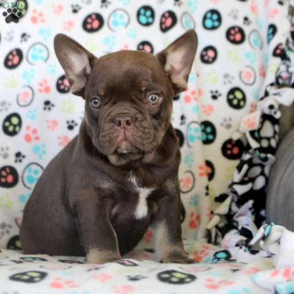 Ian, French Bulldog Puppy