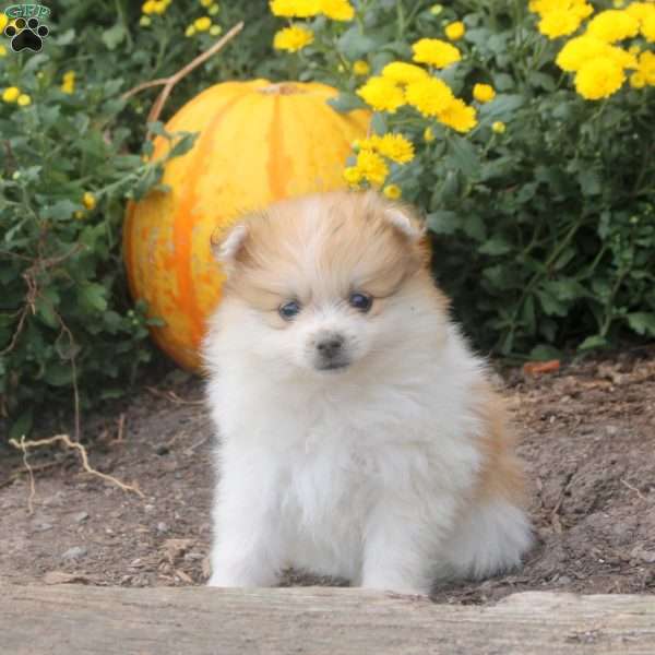Ian, Pomeranian Puppy