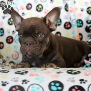 Ian, French Bulldog Puppy