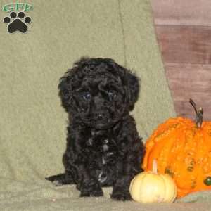Ian, Miniature Poodle Puppy