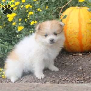 Ian, Pomeranian Puppy