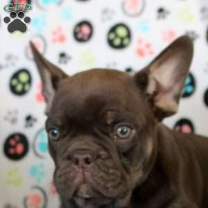 Ian, French Bulldog Puppy