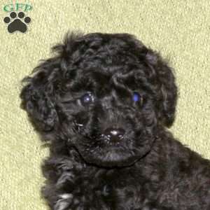 Ian, Miniature Poodle Puppy