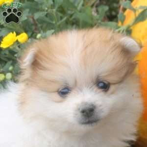 Ian, Pomeranian Puppy