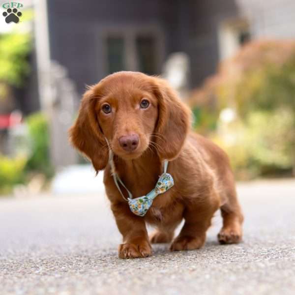 Ian, Dachshund Puppy
