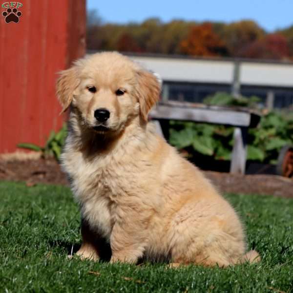 Ike, Golden Retriever Puppy