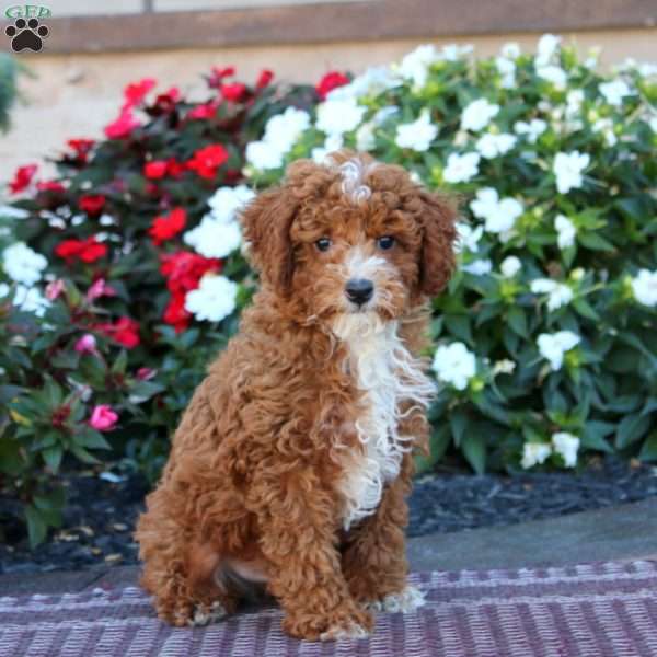 Ike, Miniature Poodle Puppy