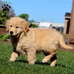 Ike, Golden Retriever Puppy