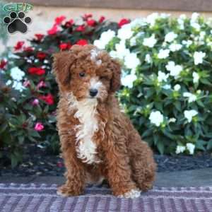 Ike, Miniature Poodle Puppy