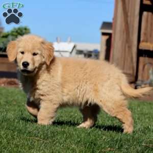 Ike, Golden Retriever Puppy