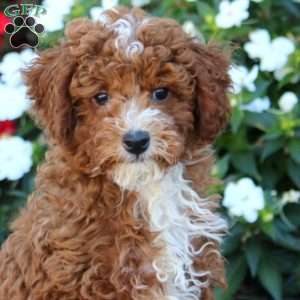 Ike, Miniature Poodle Puppy