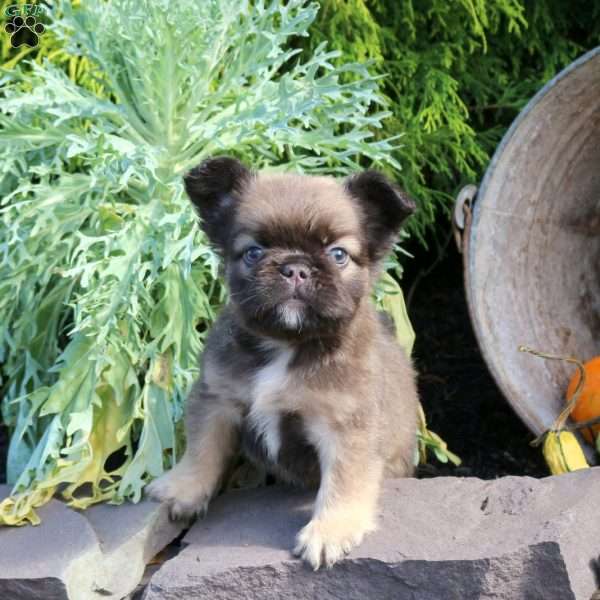 Indy, French Bulldog Puppy
