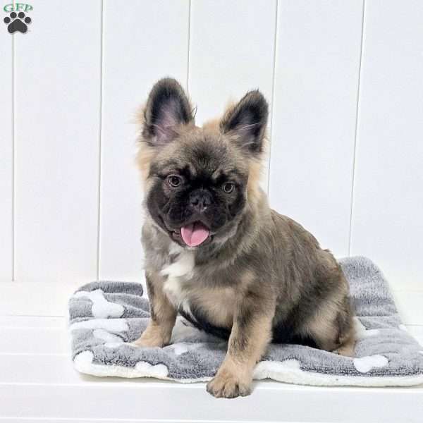 Indy, French Bulldog Puppy