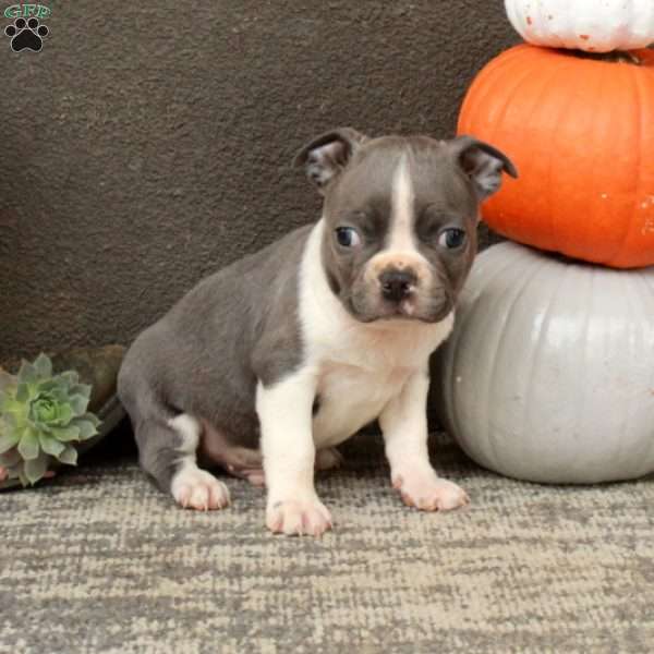 Indy, Boston Terrier Puppy