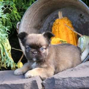 Indy, French Bulldog Puppy