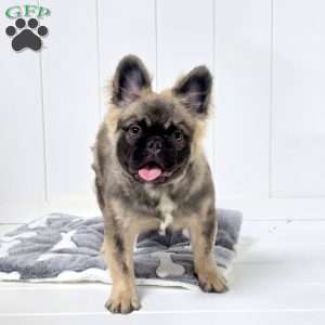 Indy, French Bulldog Puppy