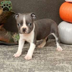 Indy, Boston Terrier Puppy