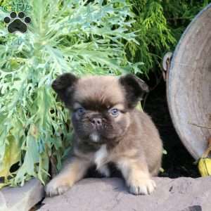 Indy, French Bulldog Puppy
