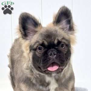 Indy, French Bulldog Puppy