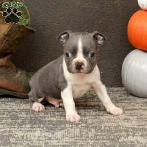 Indy, Boston Terrier Puppy