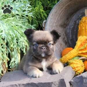 Indy, French Bulldog Puppy