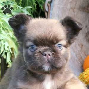 Indy, French Bulldog Puppy