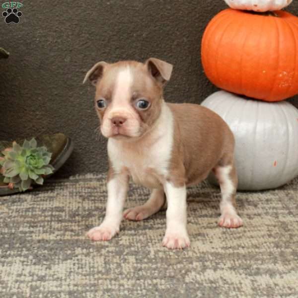 Inez, Boston Terrier Puppy