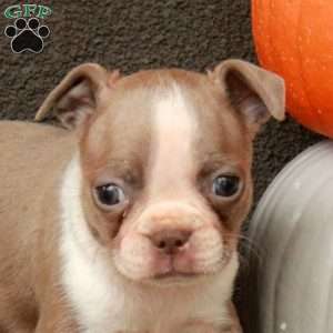 Inez, Boston Terrier Puppy