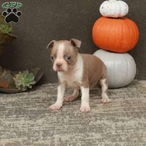 Inez, Boston Terrier Puppy
