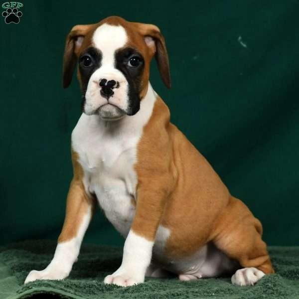 Ingar, Boxer Puppy