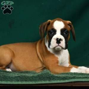 Ingar, Boxer Puppy