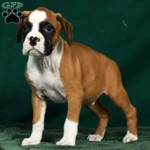 Ingar, Boxer Puppy