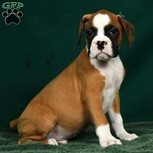Ingar, Boxer Puppy