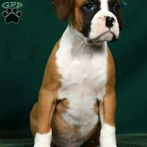 Ingar, Boxer Puppy