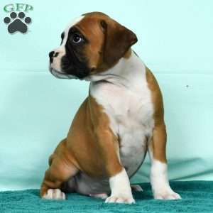 Ingar, Boxer Puppy