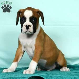 Ingar, Boxer Puppy